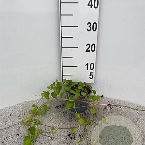 Vinca major 40-60 cm C1.3