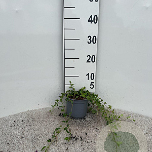 Vinca minor 'Atropurpurea' 20-30 cm C1.3