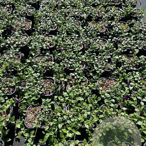 Vinca minor 'Atropurpurea' GM 2,0L