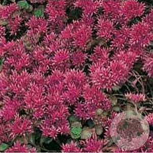 Sedum spurium 'Schorbuser Blut' GM P9