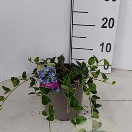 Vinca minor 'Ralph Shugert' 30-40 cm P15