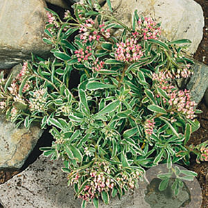 Sedum spurium 'Variegatum' GM P9