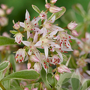 Sedum spurium 'Variegatum' GM P9