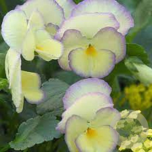 Viola (C) 'Etain' GM P9