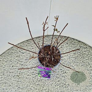 Salvia 'Amistad' 50-60 cm 2,5L