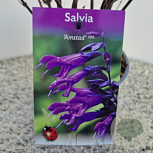 Salvia 'Amistad' 50-60 cm 2,5L