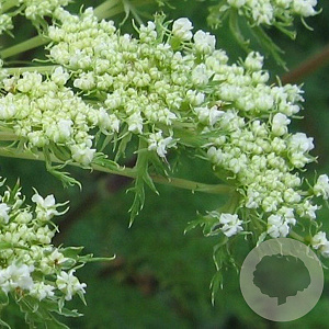 Selinum wallichianum GM P9