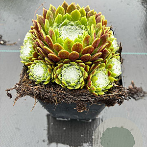 Sempervivum arachnoideum GM P9