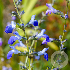 Salvia reptans 'West Texas' GM P9