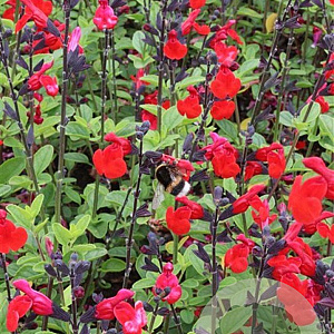 Salvia 'Royal Bumble' GM P9