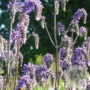 Salvia 'Saxdorf' GM P9