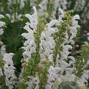 Salvia 'Snow Kiss' GM P9
