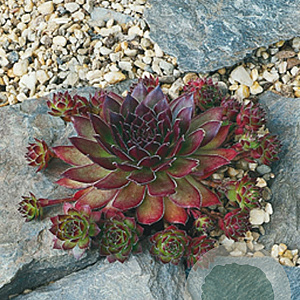 Sempervivum 'Noir' GM P9