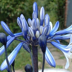 Agapanthus 'African Queen' GM P9