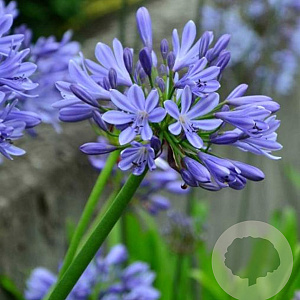 Agapanthus 'Blue Umbrella' GM P9