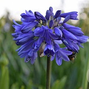 Agapanthus Ever Sapphire GM P9