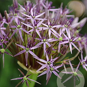 Allium christophii GM P9