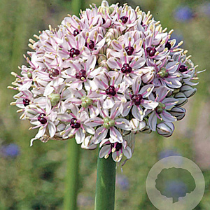 Allium 'Silver Spring' GM  P11