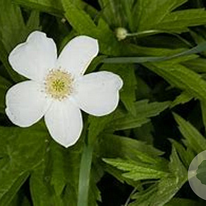 Anemone canadensis GM P9