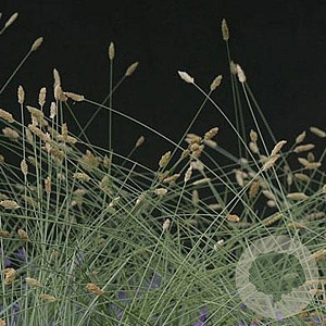Sesleria nitida GM P9