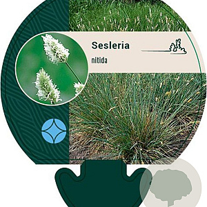 Sesleria nitida GM P9