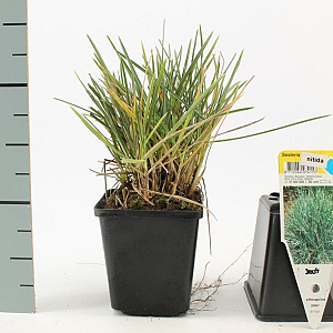 Sesleria nitida GM P9