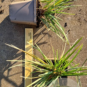 Sesleria nitida GM P9