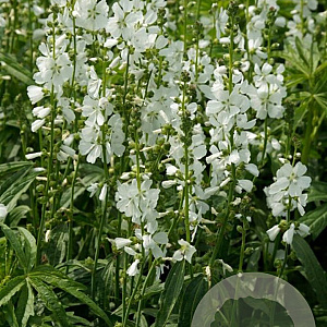 Sidalcea candida GM P9