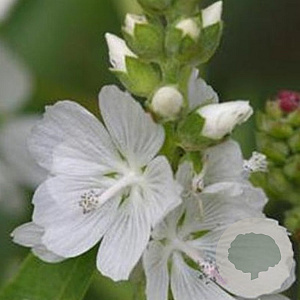 Sidalcea candida GM P9