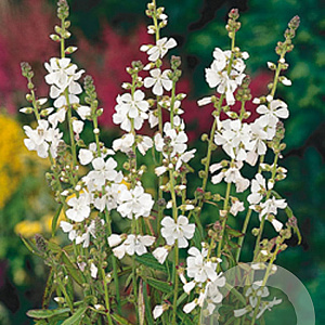 Sidalcea candida GM P9