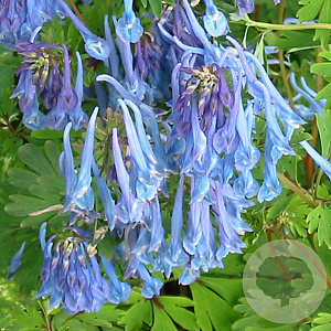 Corydalis 'Spinners' GM P9