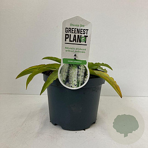 Eucomis autumnalis 30-40 cm 3,0L