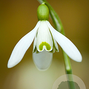 Galanthus nivalis GM P9