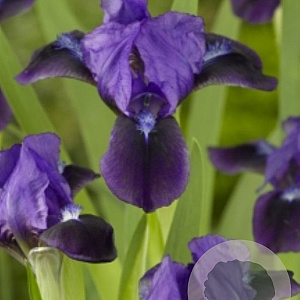 Iris (P) 'Atroviolacea' GM P9