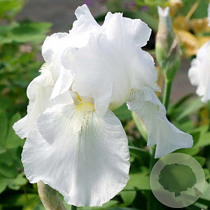 Iris (G) 'Immortality' GM P9