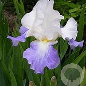 Iris (G) 'Mission Ridge' GM P9