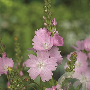 Sidalcea 'Elsie Heugh' GM P9