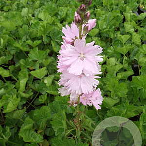 Sidalcea 'Elsie Heugh' GM P9