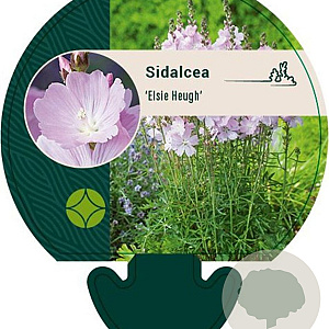 Sidalcea 'Elsie Heugh' GM P9