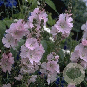 Sidalcea 'Elsie Heugh' GM P9