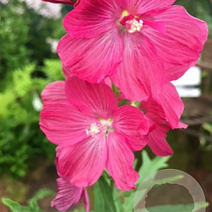 Sidalcea 'Mr Lindbergh' GM P9