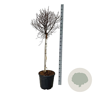 Betula pendula 'Magical Globe' 90 cm stam 30L