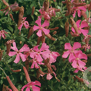 Silene schafta GM P9