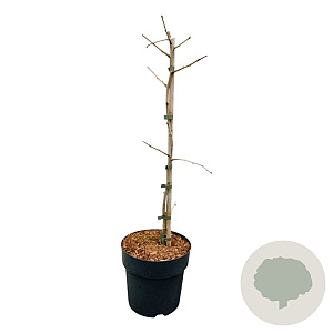 Ginkgo biloba 'Select Compact' 50-60 cm 5,0L piramide antraciet