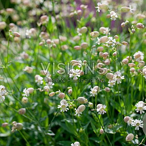Silene vulgaris GM P9