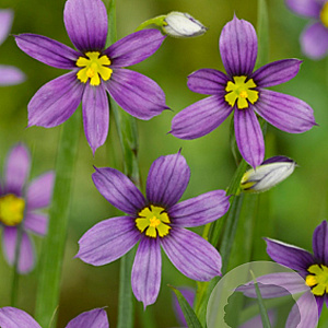 Sisyrinchium angustifolium GM P9