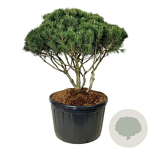 Pinus mugo mughus 100-125 cm cont. 285L scherm