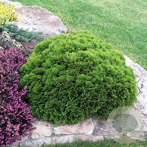 Thuja occidentalis 'Danica Aurea' 30-40 cm 5,0L