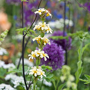 Sisyrinchium striatum GM P9