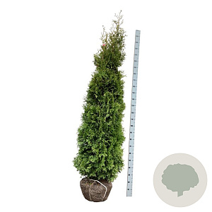 Thuja occidentalis 'King of Brabant' 225-250 cm met kluit extra